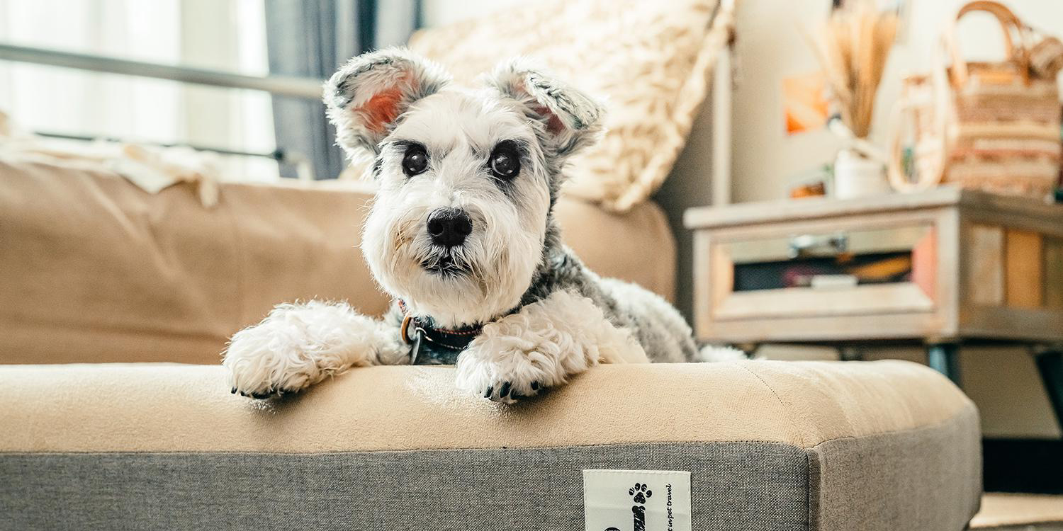 3 Chew-Proof Dog Beds That Actually Last