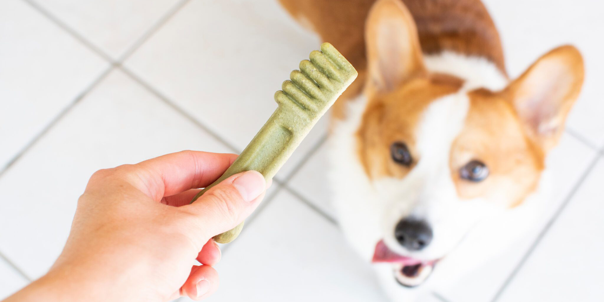 The 7 Best Dental Chews to Keep Your Dog's Teeth Sparkling Clean