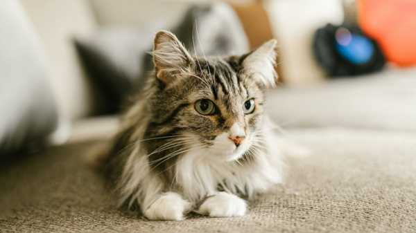 Understanding Why Cats Pee On Beds And Stop The Behavior