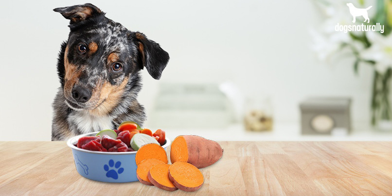 Top 5 Skin-Friendly Dog Foods for Allergy Relief