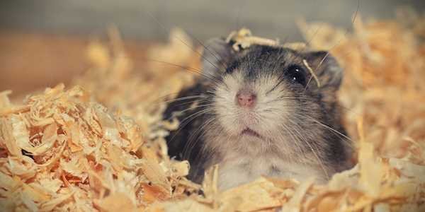 How to Care for a Pet Hamster: A Complete Guide for Beginners