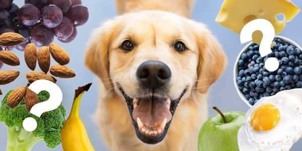 What Fruits And Vegetables Can Dogs Eat?