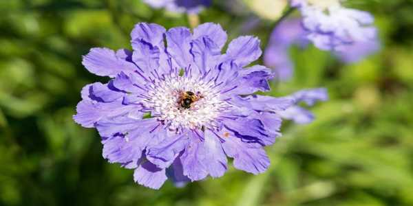 How To Attract More Pollinators To Your Garden Naturally