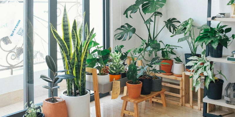 How to Choose the Perfect Indoor Plants for Your Home?