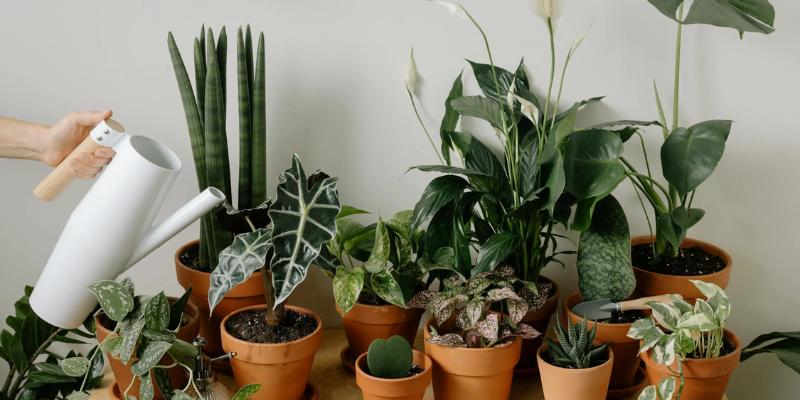 How to Start an Indoor Garden: Tips for Apartment Dwellers?